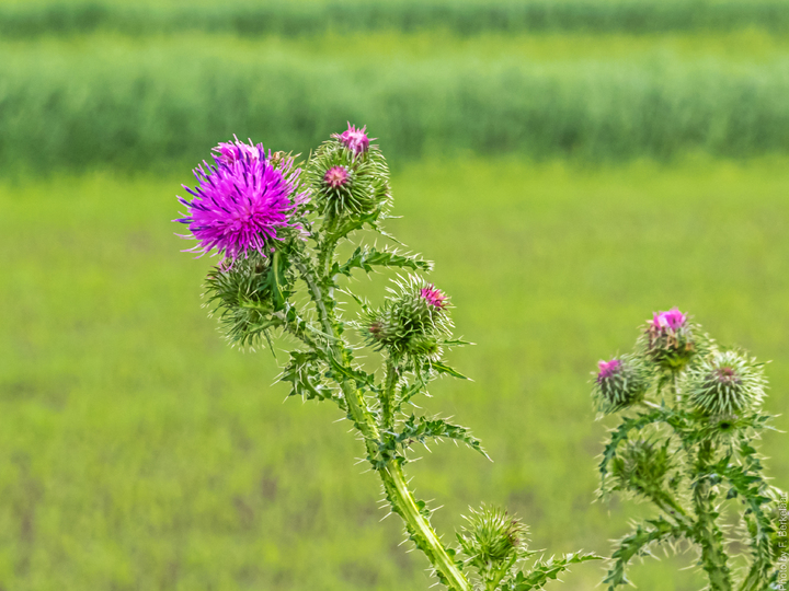 nature-grass
